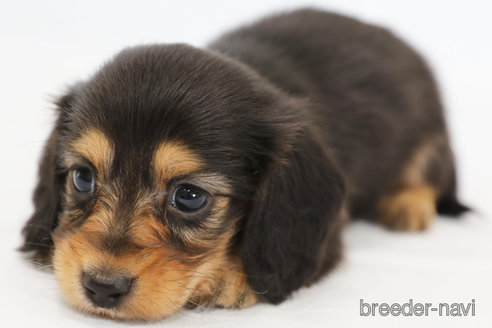 成約済の神奈川県のミニチュアダックスフンド(ロングヘアード)-306791の3枚目